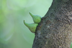 Callirhytis quercusventricosa