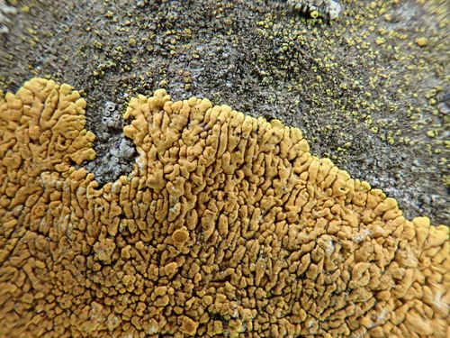 Variospora thallincola