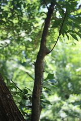 Callirhytis quercusventricosa