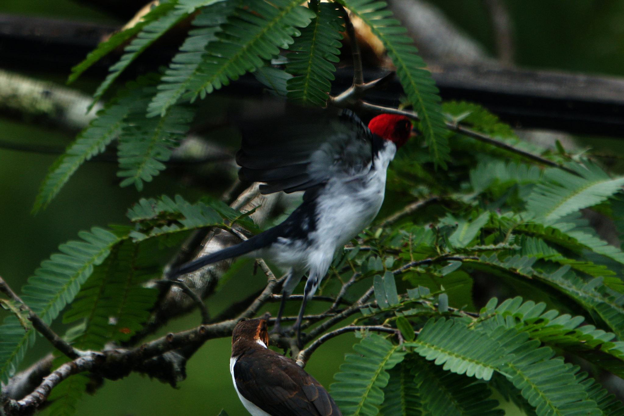 Red-capped Cardinal illustration