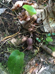 Hexastylis shuttleworthii