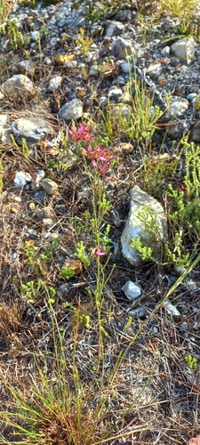 Image of Crown Heath (Erica cristata) by (c) Adele SL, some rights reserved (CC BY)