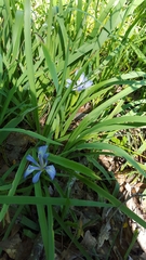 Iris brevicaulis
