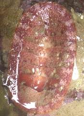 Lepidozona mertensii image
