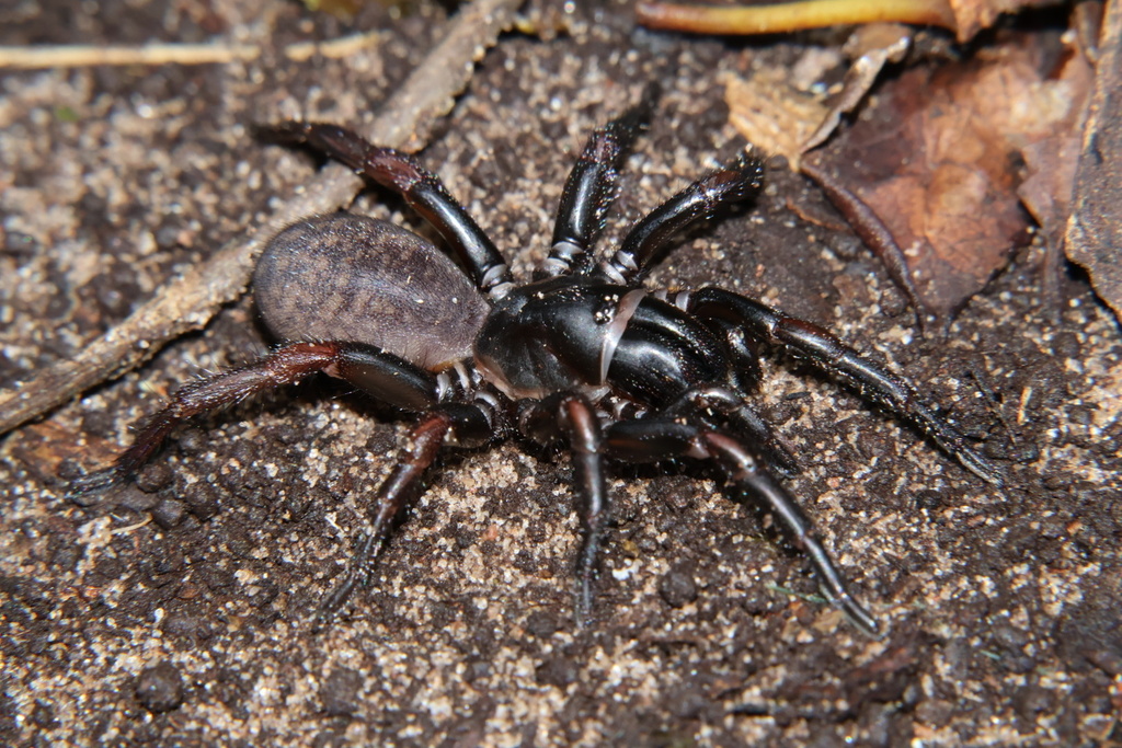 Homostola from Island Nature Reserve, Gqeberha, EC, ZA on March 20 ...