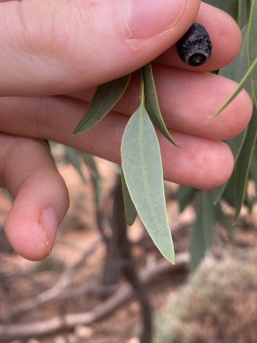 Image of Santalum lanceolatum by (c) Thomas Mesaglio, some rights reserved (CC BY)