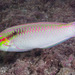 Zigzag Wrasse - Photo (c) François Libert, some rights reserved (CC BY-SA)