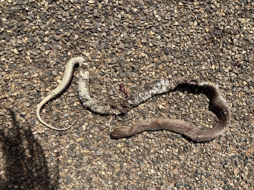 Mulga Snake sighting