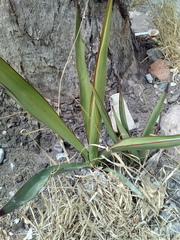 Yucca