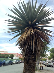 Yucca