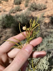 Amyema preissii, photograph Thomas Mesaglio, CC BY, iNaturalist via GBIF