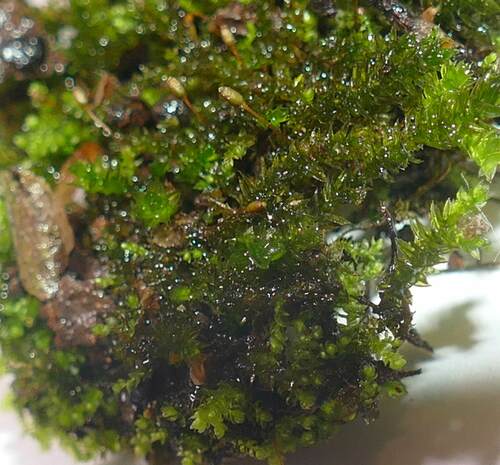 Platylomella lescurii observed 2024-03-05