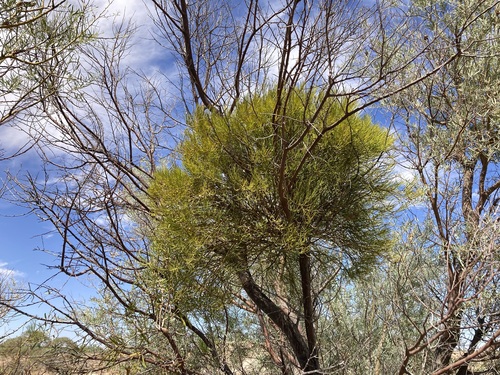 Amyema preissii, photograph 6