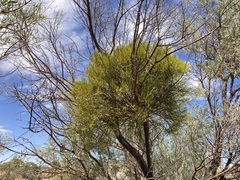 Amyema preissii, photograph Thomas Mesaglio, CC BY, iNaturalist via GBIF