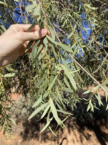 Image of Santalum lanceolatum by (c) Thomas Mesaglio, some rights reserved (CC BY)