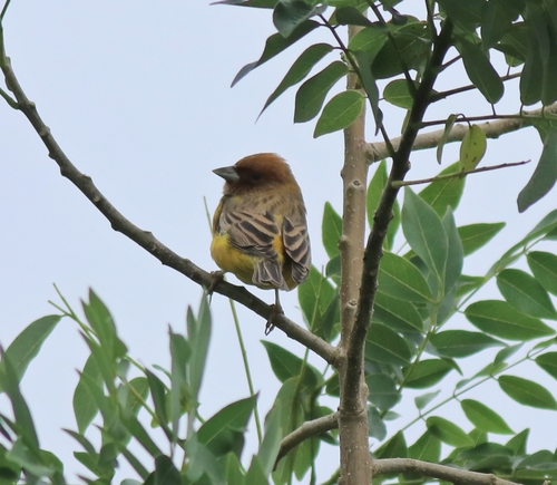 Escribano carirrojo (Emberiza bruniceps)