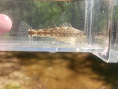 Etheostoma lynceum