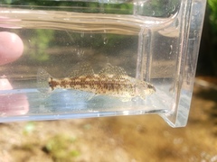 Etheostoma lynceum