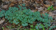 Dicentra cucullaria
