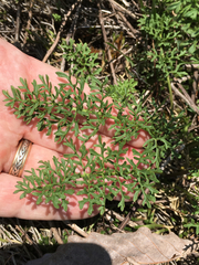 Packera millefolium