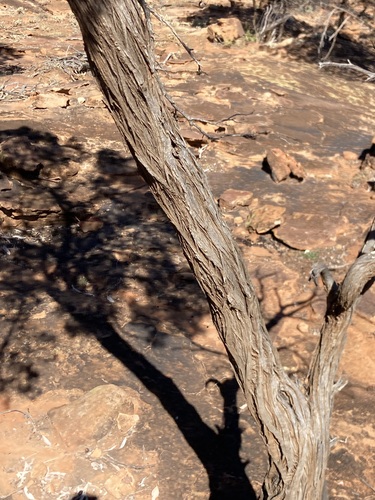 Image of Callitris glaucophylla by (c) Thomas Mesaglio, some rights reserved (CC BY)