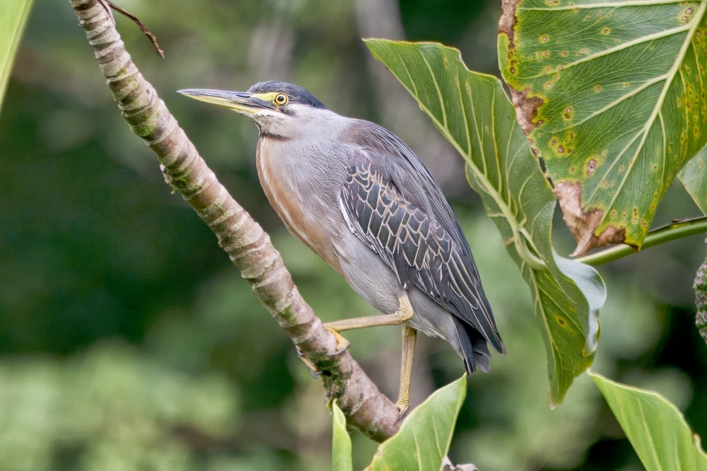 Striated Heron