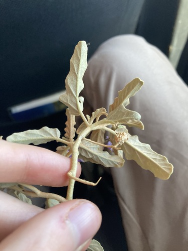 Image of Solanum esuriale by (c) Thomas Mesaglio, some rights reserved (CC BY)