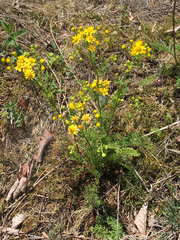 Packera millefolium