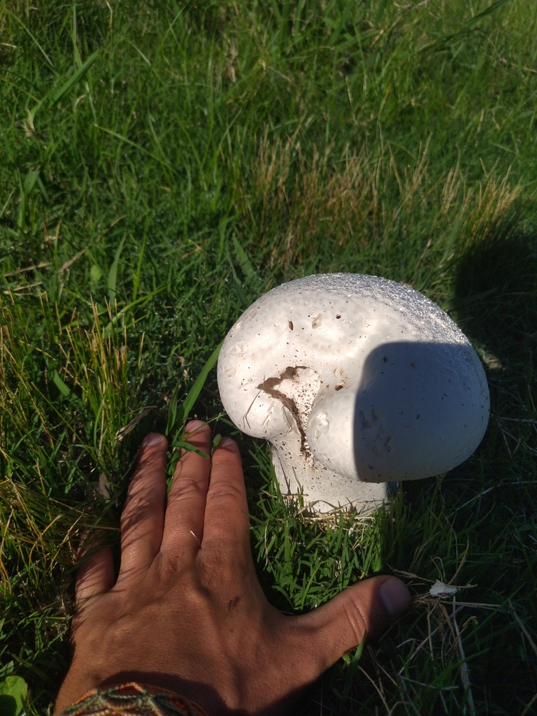 Calvatia cyathiformis · March 2024 · photo: © mateo310 (iNaturalist, cc-by)