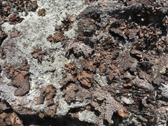 Lasallia pensylvanica