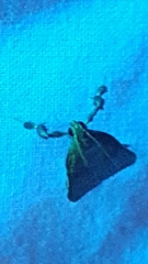 Parachma ochracealis