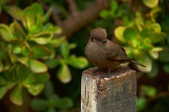Pyrocephalus rubinus obscurus