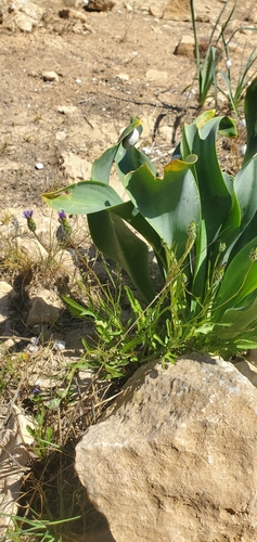 Image of Volutaria crupinoides by (c) Mitch Van Dyke, some rights reserved (CC BY)