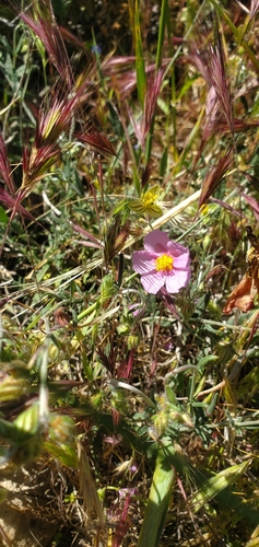Image of Helianthemum vesicarium by (c) Mitch Van Dyke, some rights reserved (CC BY)