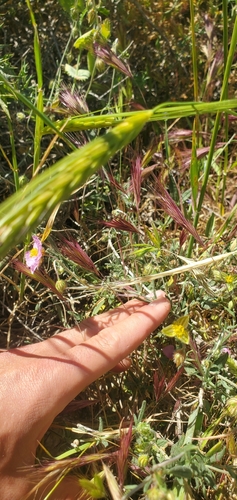Helianthemum vesicarium, photograph 4