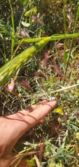 Helianthemum vesicarium, photograph (c) Mitch Van Dyke, some rights reserved (CC BY)