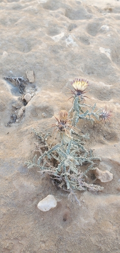 Image of Centaurea aegyptiaca by (c) Mitch Van Dyke, some rights reserved (CC BY)