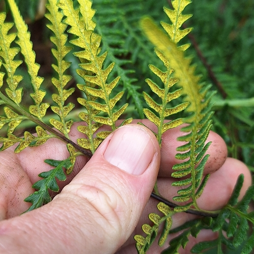 Image of Pityrogramma austroamericana by (c) Greg Tasney, some rights reserved (CC BY-SA)