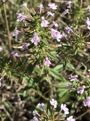 Hedeoma reverchonii