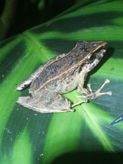 Pristimantis lanthanites