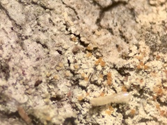 Nectriopsis rubefaciens