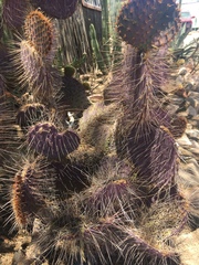 Opuntia gosseliniana