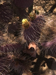 Opuntia gosseliniana