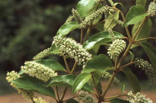 Combretum oudenhovenii