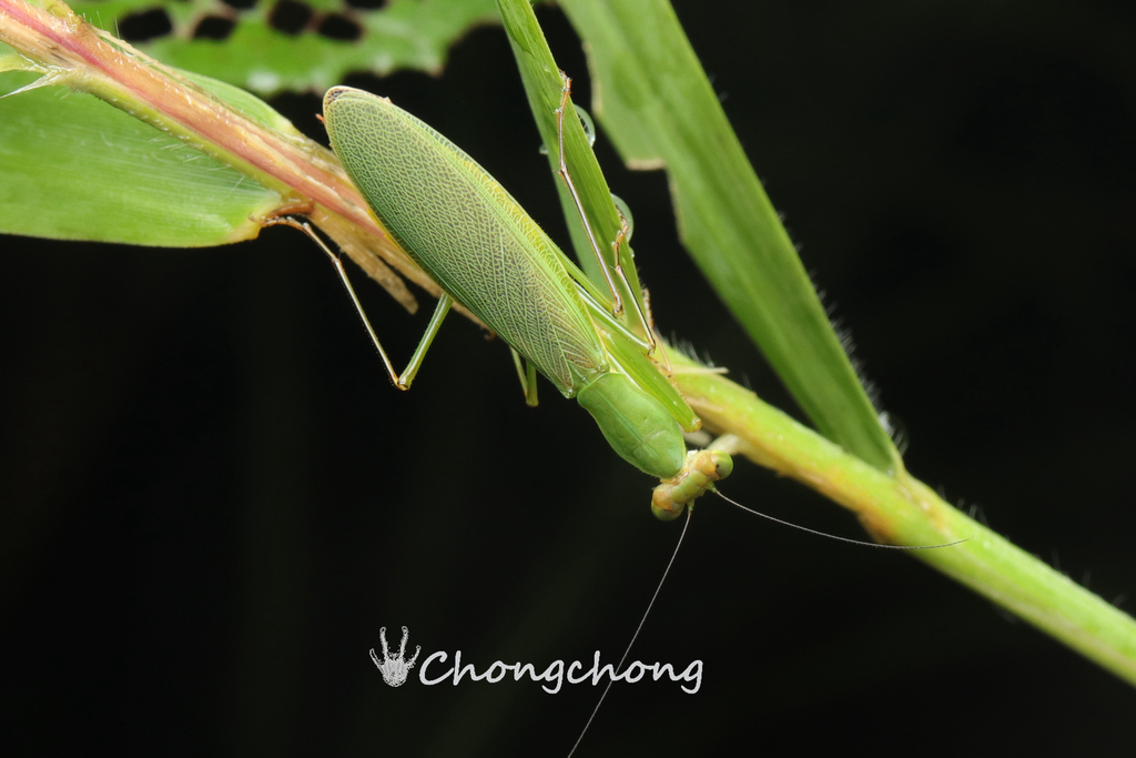 Odontomantis laticollis