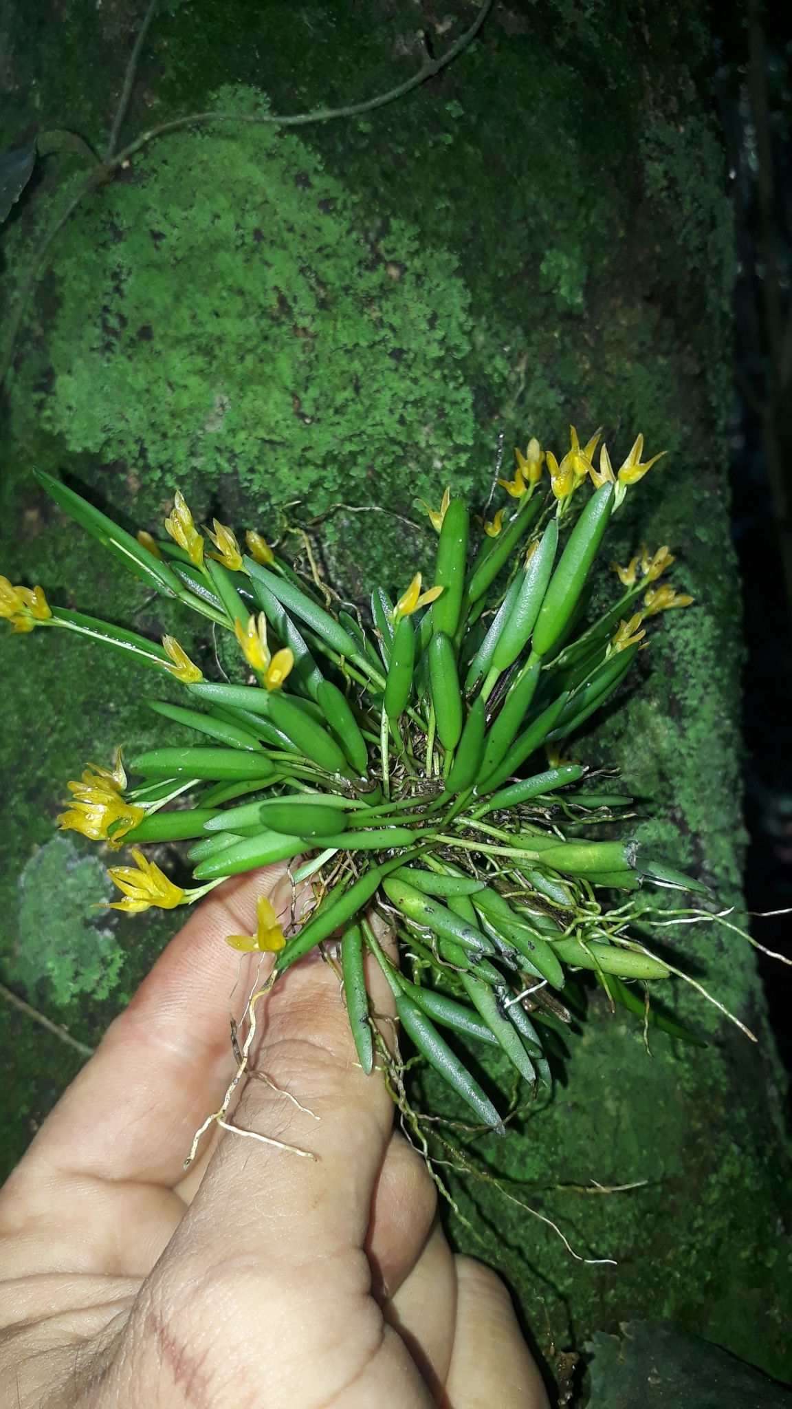 Acianthera sonderiana