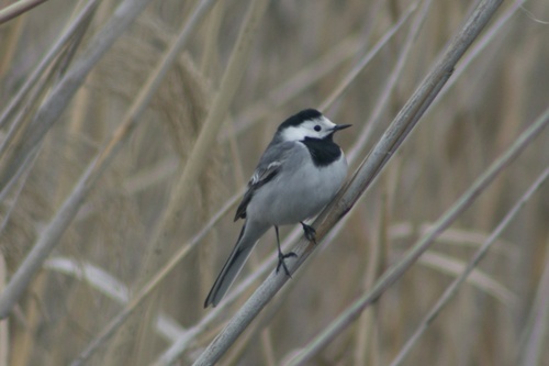 White Wagtail