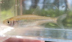 Lythrurus umbratilis