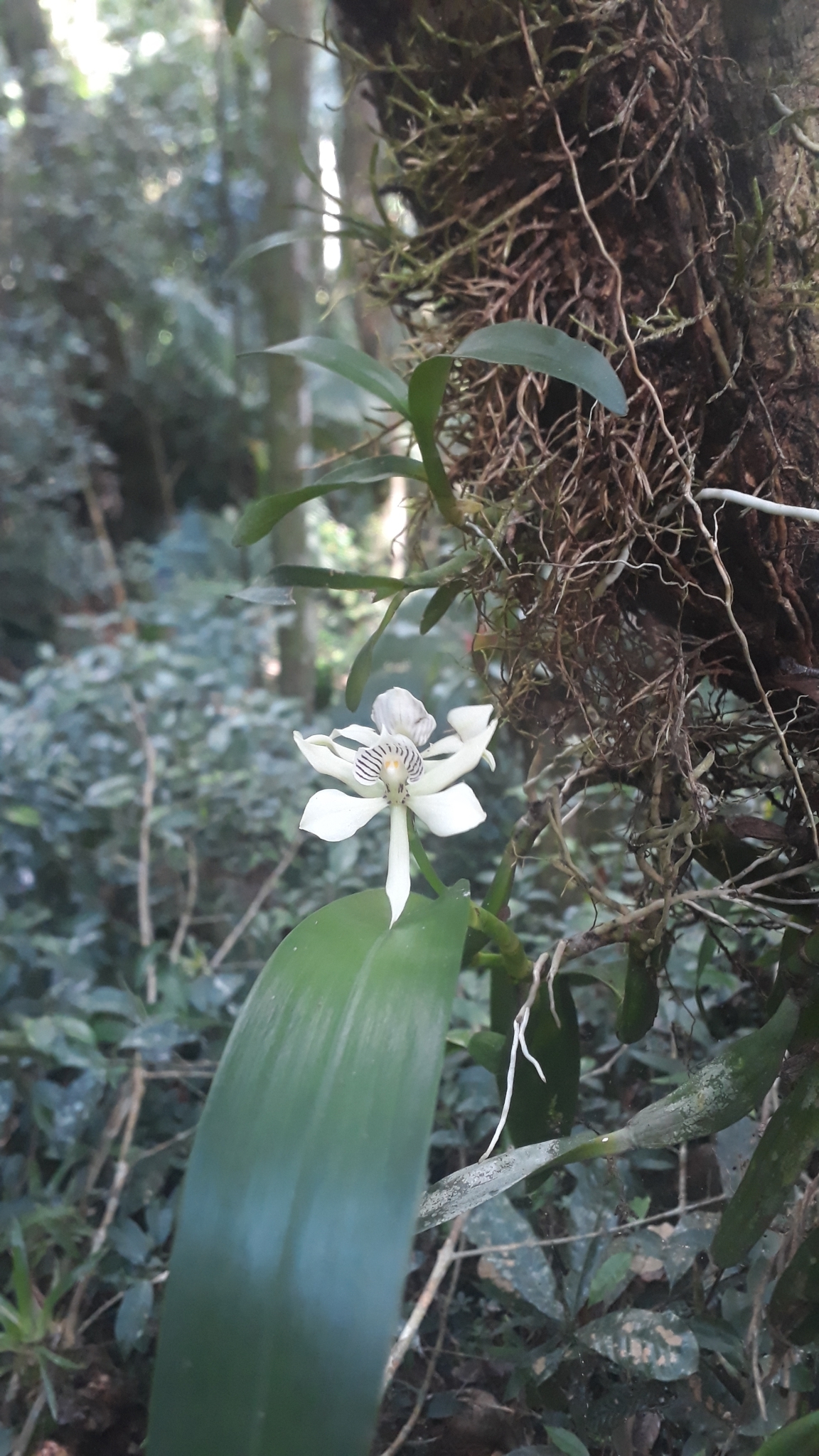 Imagem de Orquídea-batata