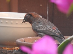 Haemorhous mexicanus